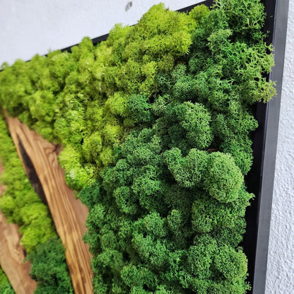 Forest Symphony