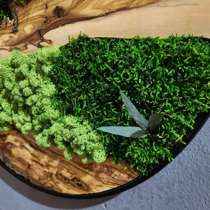 Moss and Olive Wood Wall Art, Custom Made Metal Frame Moss Wall Decor, Olive Wood and Moss Wall Art- Preserved Stabilized Moss Wall Decor