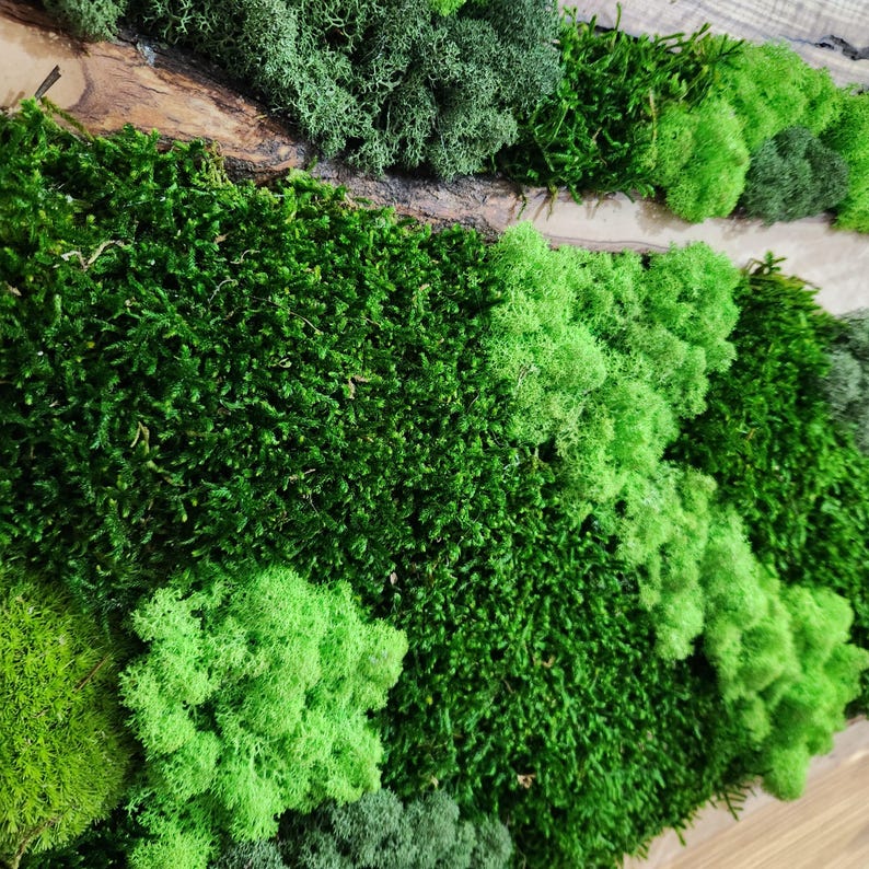 Moss & Wood Wall Art, Unique Custom Made Olive Wood And Moss Wall Decor, Rustic Greenery Decor, Hotel Lobby Wall Art Decor, Home Wall Decor